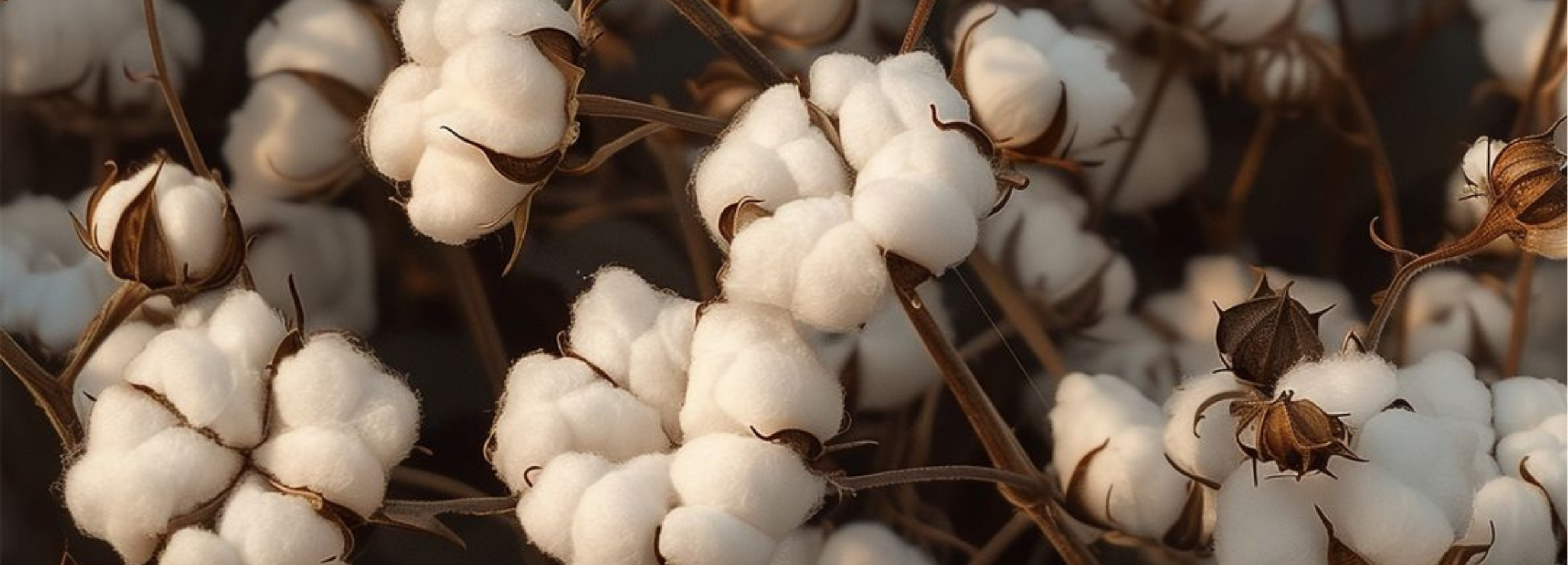 2500 x900.png__PID:e3fd2044-b4fe-409b-bf80-2a10215dae6d